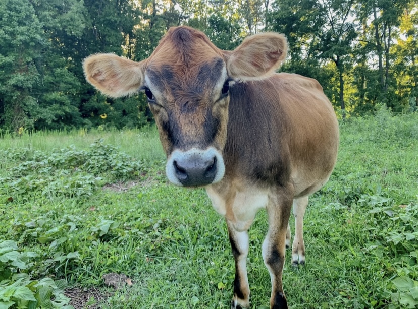 Local milk coming soon!